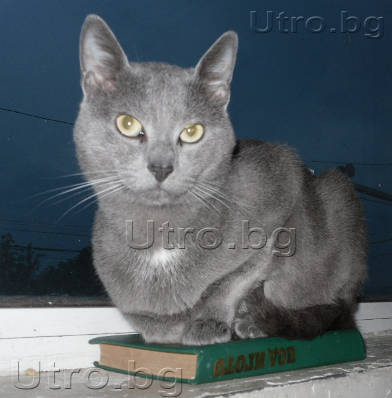 Котка чете книга Котка чете книга