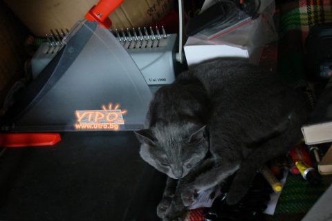 Играта на моя сив котарак