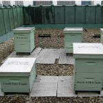 Honey-bees Honey-bees